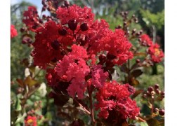 Lagerstroemia Indica Dynamite / Kínai selyemmirtusz piros virágú