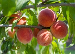 Őszibarack gyümölcsfa fajták