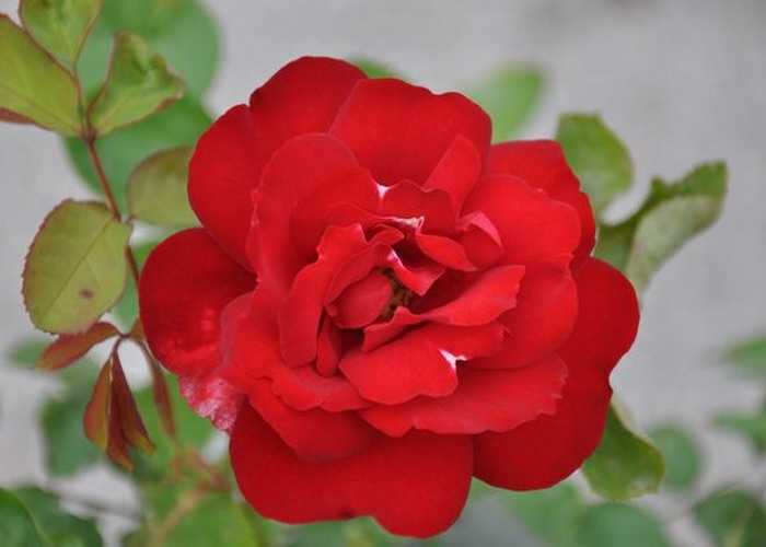 Magastörzsű rózsa / Limar