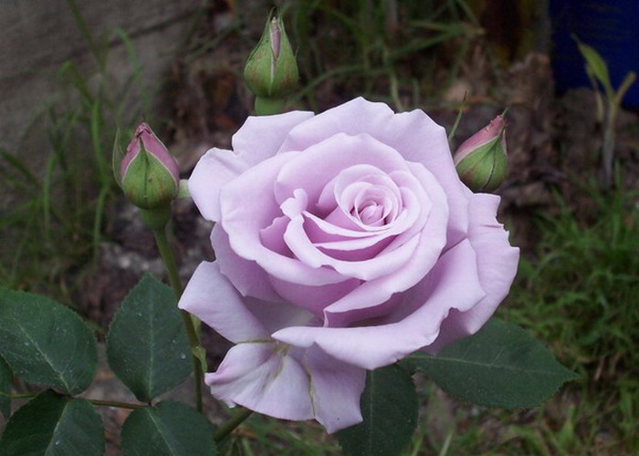 Magastörzsű rózsa / Sterling