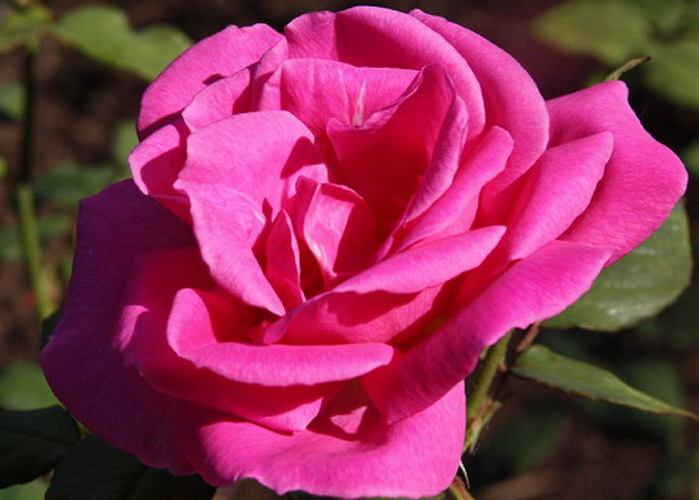 Magastörzsű rózsa / Belange