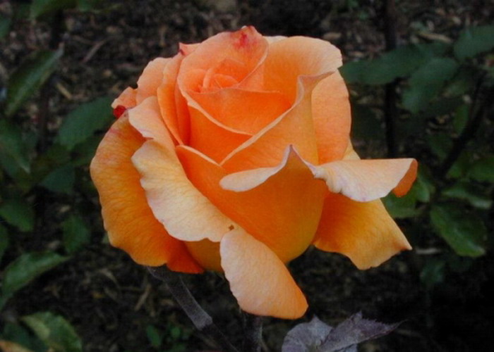 Magastörzsű rózsa / Doris