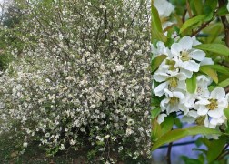 Chaenomeles speciosa Nivalis / Japánbirs fehér virágú