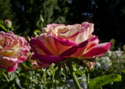 Magastörzsű rózsa / Béke
