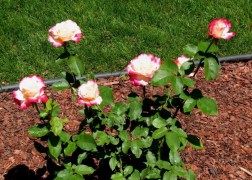 Magastörzsű rózsa / Double Delight