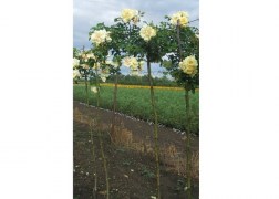 Magastörzsű rózsa / Goldstern