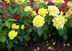 Talajtakaró rózsa / Goldstern