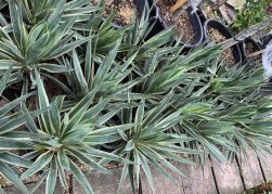 Yucca Gloriosa Variegata / Tarkalevelű Pompás jukka