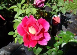Magastörzsű rózsa / Kronenburg