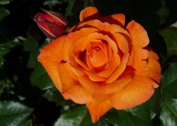Magastörzsű rózsa / Doris