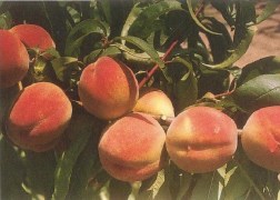 Prunus Persica Elvira / Elvira Őszibarack