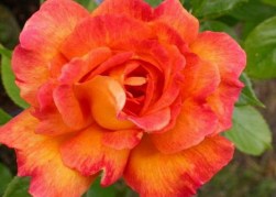 Magastörzsű rózsa / Sultane